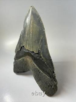 Megalodon Shark Tooth 5.88 Giant Authentic Fossil Rare 8409