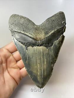 Megalodon Shark Tooth 5.88 Giant Authentic Fossil Rare 8409