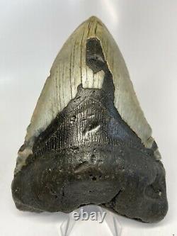 Megalodon Shark Tooth 5.88 Giant Real Fossil Natural 6164