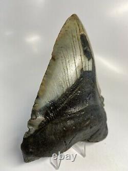 Megalodon Shark Tooth 5.88 Giant Real Fossil Natural 6164
