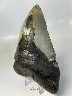 Megalodon Shark Tooth 5.88 Giant Real Fossil Natural 6164