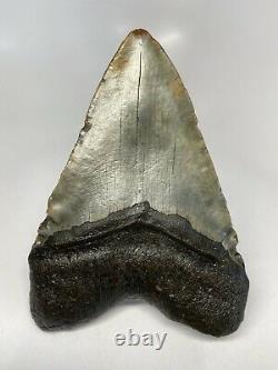 Megalodon Shark Tooth 5.88 Giant Real Fossil Natural 6164