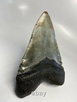 Megalodon Shark Tooth 5.88 Giant Real Fossil Natural 6164