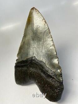 Megalodon Shark Tooth 5.88 Giant Real Fossil Natural 6164