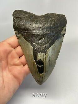 Megalodon Shark Tooth 5.88 Giant Real Fossil Natural 6164