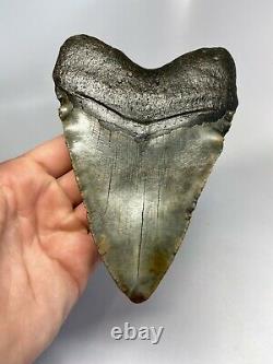 Megalodon Shark Tooth 5.88 Giant Real Fossil Natural 6164