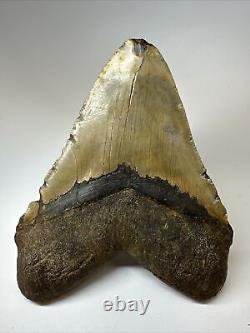 Megalodon Shark Tooth 5.88 Huge Authentic Fossil Carolina 17249