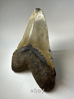 Megalodon Shark Tooth 5.88 Huge Authentic Fossil Carolina 17249