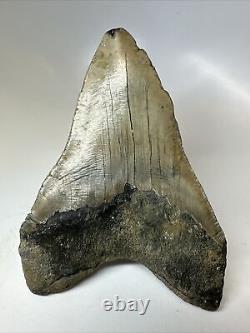 Megalodon Shark Tooth 5.88 Huge Authentic Fossil Natural 16120