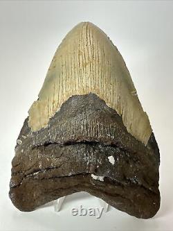 Megalodon Shark Tooth 5.88 Huge Natural Fossil Authentic 17580