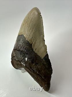 Megalodon Shark Tooth 5.88 Huge Natural Fossil Authentic 17580