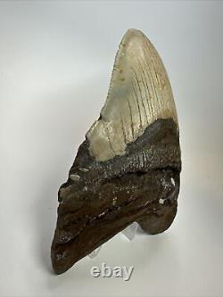 Megalodon Shark Tooth 5.88 Huge Natural Fossil Authentic 17580