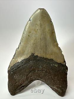 Megalodon Shark Tooth 5.88 Huge Natural Fossil Authentic 17580