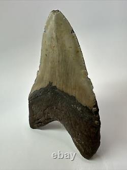 Megalodon Shark Tooth 5.88 Huge Natural Fossil Authentic 17580