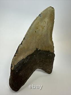 Megalodon Shark Tooth 5.88 Huge Natural Fossil Authentic 17580