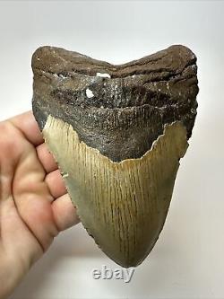 Megalodon Shark Tooth 5.88 Huge Natural Fossil Authentic 17580