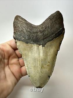 Megalodon Shark Tooth 5.88 Huge Natural Fossil Authentic 17580