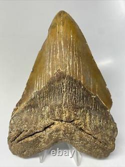 Megalodon Shark Tooth 5.89 Huge Orange Fossil Authentic 11013