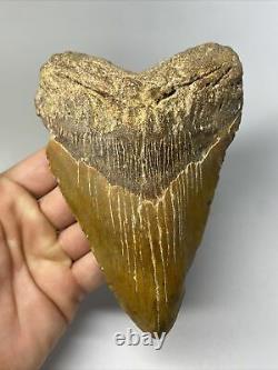 Megalodon Shark Tooth 5.89 Huge Orange Fossil Authentic 11013