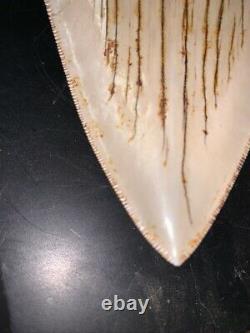 Megalodon Shark Tooth 5.8 in. COLORFUL INDONESIAN real asian fossil