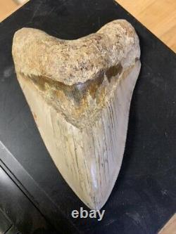 Megalodon Shark Tooth 5.8 in. COLORFUL INDONESIAN real asian fossil