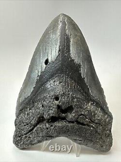 Megalodon Shark Tooth 5.90 Huge Authentic Fossil Natural 18913