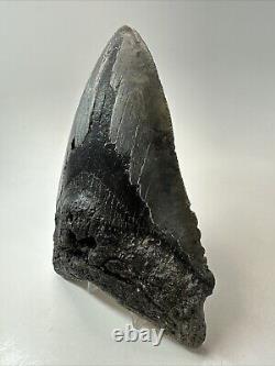 Megalodon Shark Tooth 5.90 Huge Authentic Fossil Natural 18913