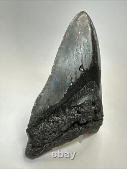 Megalodon Shark Tooth 5.90 Huge Authentic Fossil Natural 18913