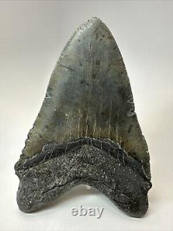 Megalodon Shark Tooth 5.90 Huge Authentic Fossil Natural 18913