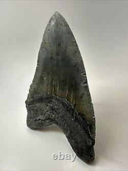 Megalodon Shark Tooth 5.90 Huge Authentic Fossil Natural 18913