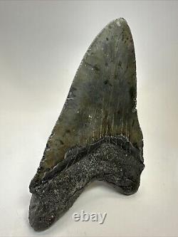 Megalodon Shark Tooth 5.90 Huge Authentic Fossil Natural 18913