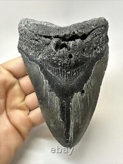 Megalodon Shark Tooth 5.90 Huge Authentic Fossil Natural 18913