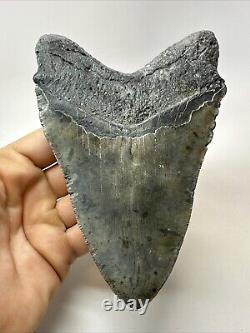 Megalodon Shark Tooth 5.90 Huge Authentic Fossil Natural 18913