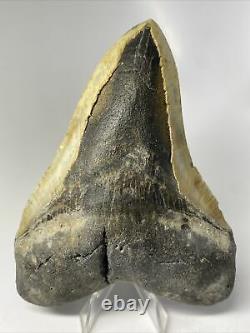 Megalodon Shark Tooth 5.90 Huge Authentic Fossil Natural 9906