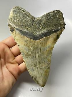 Megalodon Shark Tooth 5.90 Huge Authentic Fossil Natural 9906