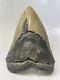 Megalodon Shark Tooth 5.90 Huge Authentic Natural Fossil 14846