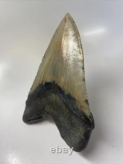 Megalodon Shark Tooth 5.90 Huge Authentic Natural Fossil 14846