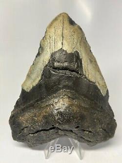 Megalodon Shark Tooth 5.90 Huge Real Fossil Natural 5719