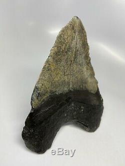 Megalodon Shark Tooth 5.90 Huge Real Fossil Natural 5719