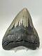 Megalodon Shark Tooth 5.90 Huge Wide Fossil Authentic 18374