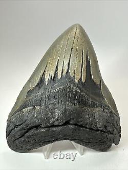 Megalodon Shark Tooth 5.90 Huge Wide Fossil Authentic 18374