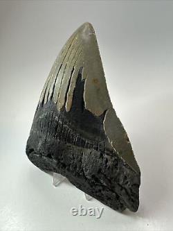 Megalodon Shark Tooth 5.90 Huge Wide Fossil Authentic 18374