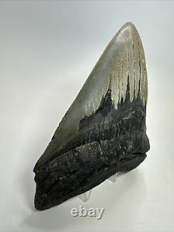 Megalodon Shark Tooth 5.90 Huge Wide Fossil Authentic 18374