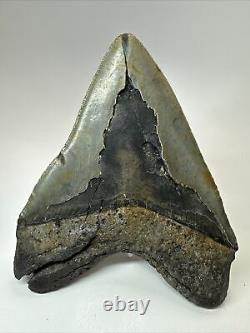 Megalodon Shark Tooth 5.90 Huge Wide Fossil Authentic 18374