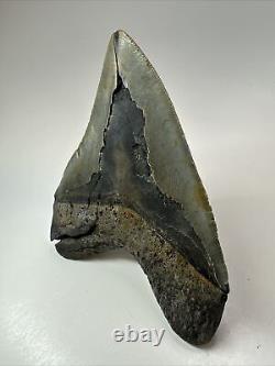 Megalodon Shark Tooth 5.90 Huge Wide Fossil Authentic 18374