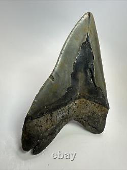 Megalodon Shark Tooth 5.90 Huge Wide Fossil Authentic 18374