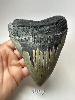 Megalodon Shark Tooth 5.90 Huge Wide Fossil Authentic 18374