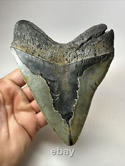 Megalodon Shark Tooth 5.90 Huge Wide Fossil Authentic 18374