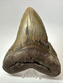 Megalodon Shark Tooth 5.91 Giant Authentic Fossil Natural 18082