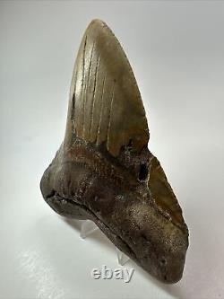 Megalodon Shark Tooth 5.91 Giant Authentic Fossil Natural 18082